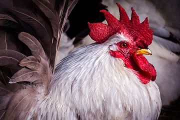 Comment savoir si le poulet est pourri ?