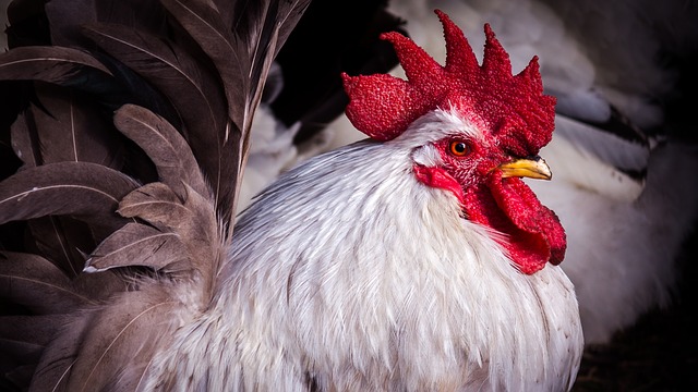 Comment savoir si le poulet est pourri ?