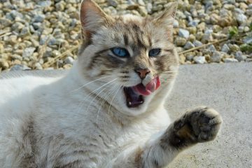 Comment se débarrasser de l'enduit blanc sur la langue ?