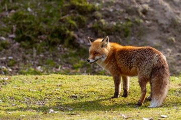 Comment se débarrasser naturellement des renards ?