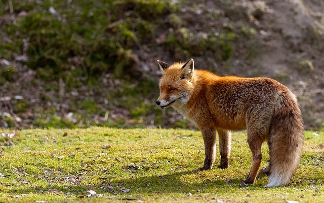 Comment se débarrasser naturellement des renards ?