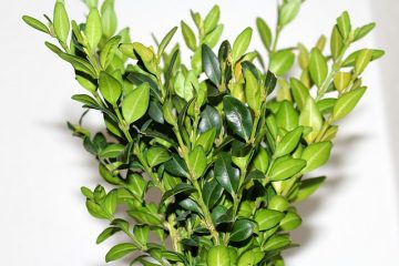 Comment tailler les buxus de pruneaux