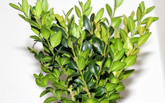 Comment tailler les buxus de pruneaux