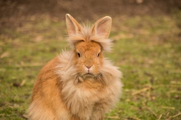 Conseils sur la façon de s'occuper des lapins à tête de lion