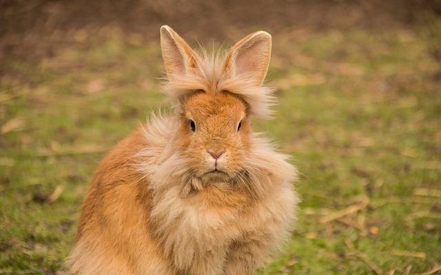 Conseils sur la façon de s'occuper des lapins à tête de lion