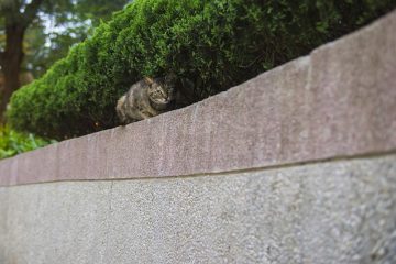 Des herbes pour décourager les chats