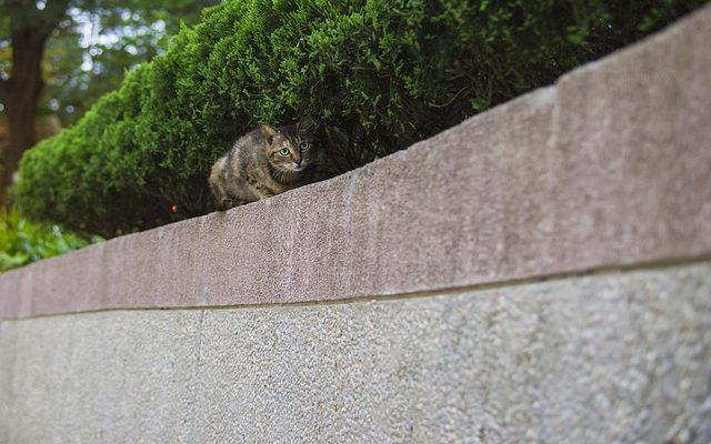 Des herbes pour décourager les chats