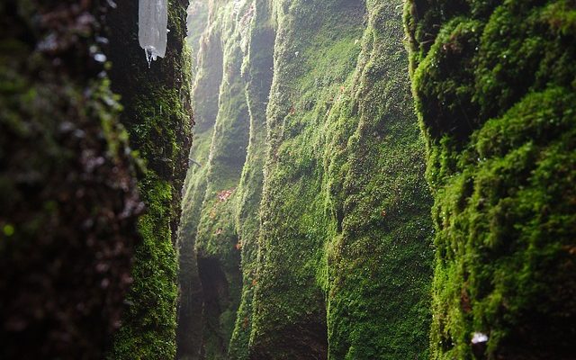 Faits sur les ulcères de la gorge