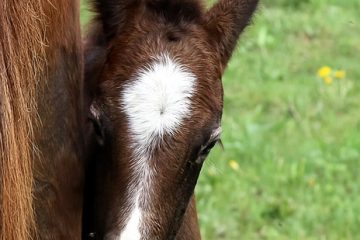 Identification des piqûres d'insectes sur les chevaux