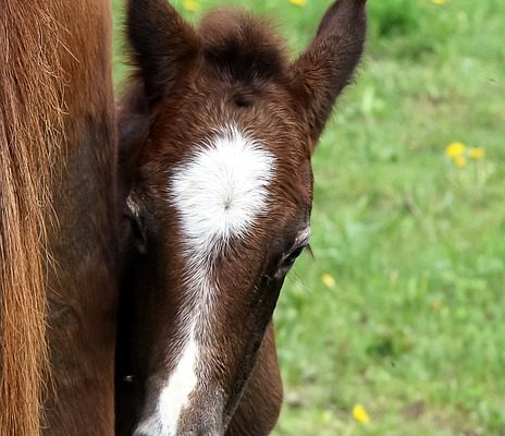 Identification des piqûres d'insectes sur les chevaux