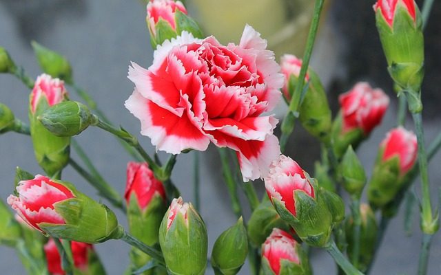 Identification des plantes d'intérieur