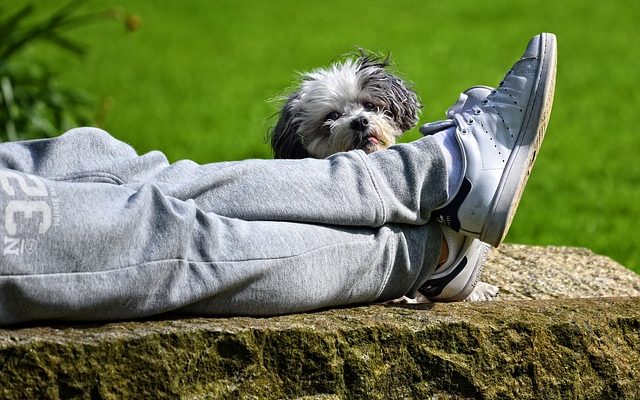 L'homéopathie pour les chiens