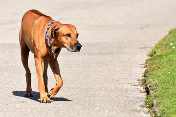 Parties de la canine femelle