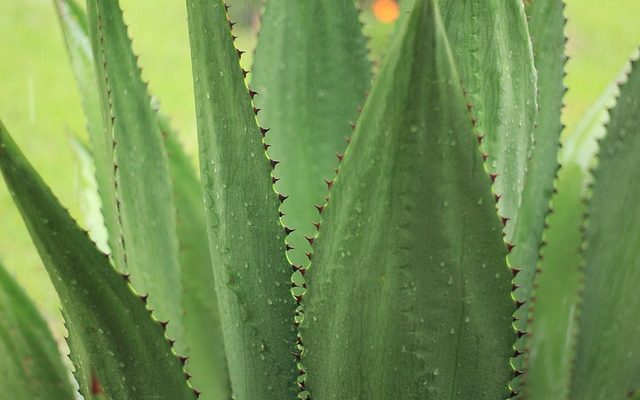 Plantes, arbres et fleurs communs trouvés au Mexique