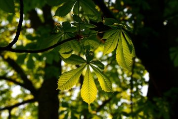 Plantes comestibles tolérantes à l'ombre