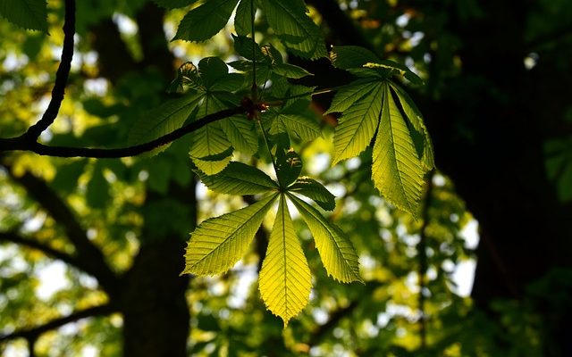 Plantes comestibles tolérantes à l'ombre