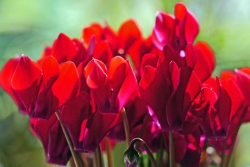 Plantes pour pots peu profonds