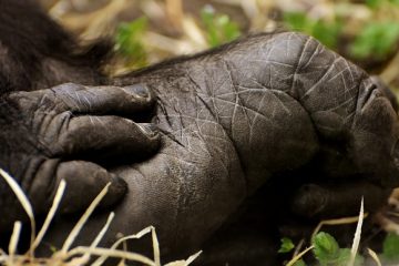 Pourquoi les pieds et les mains enflent