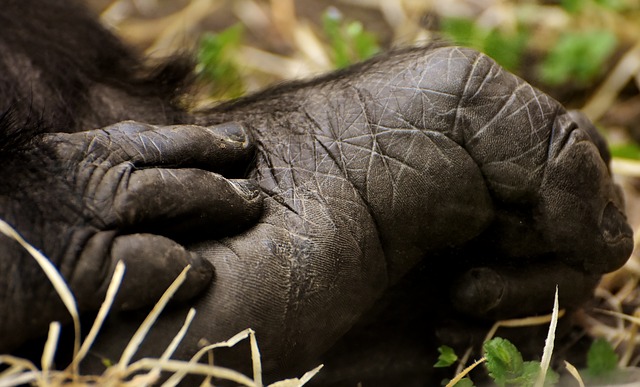 Pourquoi les pieds et les mains enflent