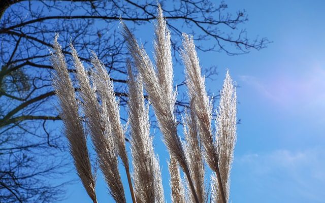 Quand couper l'herbe de la pampa ?