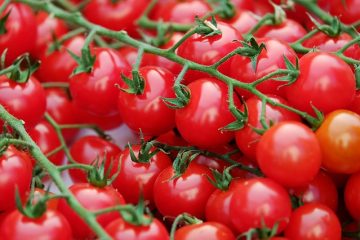 Quand les plants de tomates portent-ils des fruits ?