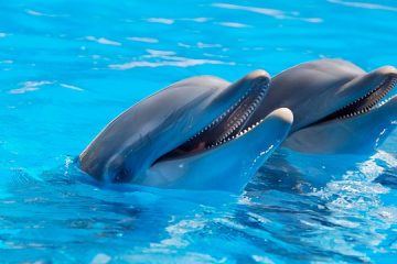 Quelle est la durée de vie des dauphins ?