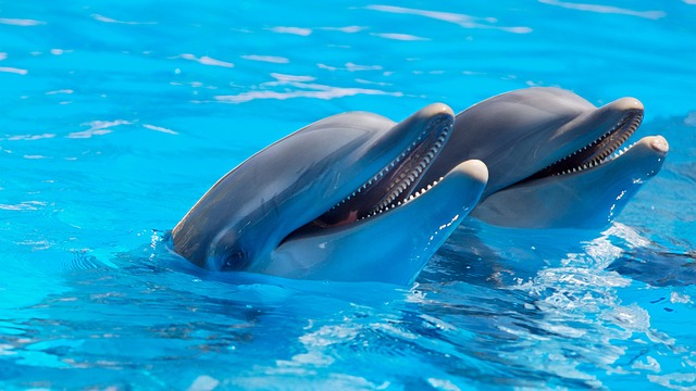 Quelle est la durée de vie des dauphins ?