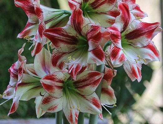 Quels types de fleurs poussent en février ?