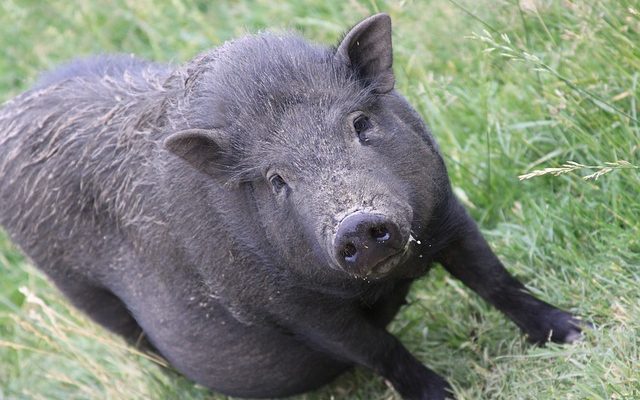 Remède à la maison pour une étable d'oeil chez les chiens