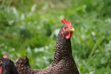 Signes de poules pondant des œufs de poules