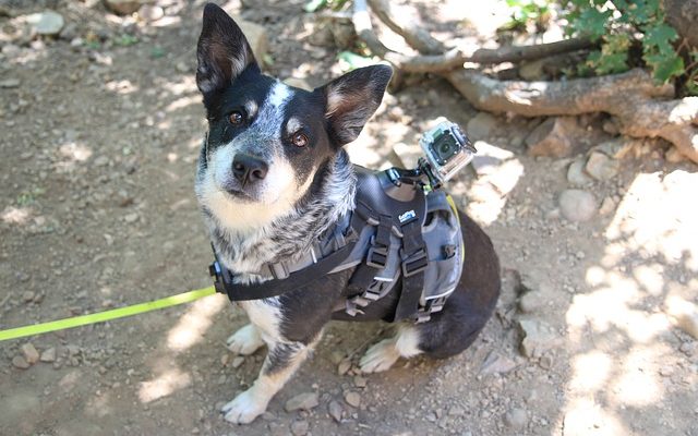 Techniques d'élingage du chien