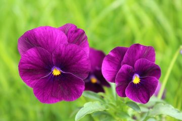 Traitement à base de plantes pour les lipomes