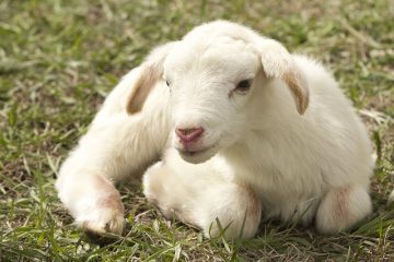 À propos des agneaux de bébé