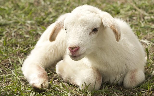 À propos des agneaux de bébé