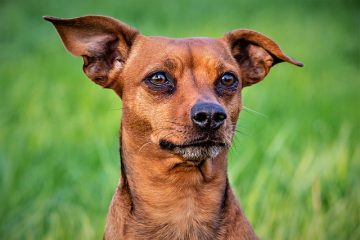 Animaux en danger au Soudan