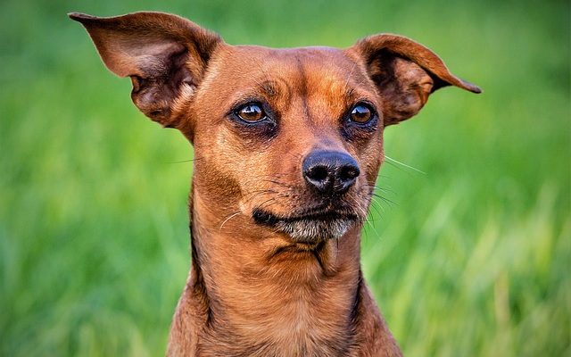 Animaux en danger au Soudan