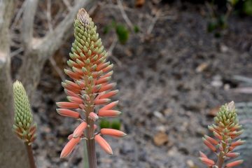 Avantages de boire du jus d'aloe vera