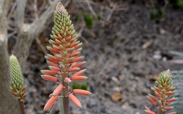 Avantages de boire du jus d'aloe vera