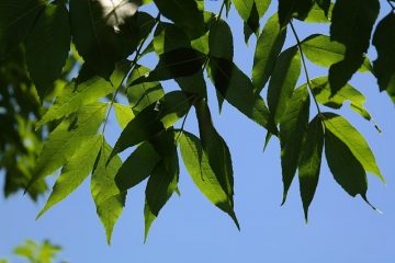 Caractéristiques du bois de frêne