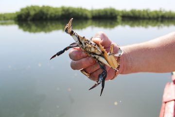 Comment acheter des crabes d'eau douce vivants pour l'agriculture