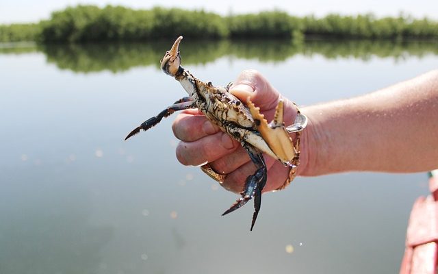 Comment acheter des crabes d'eau douce vivants pour l'agriculture