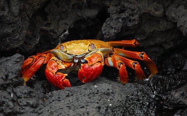 Comment acheter du crabe royal frais