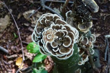 Comment ancrer un poteau en bois sur du béton à l'aide de supports.