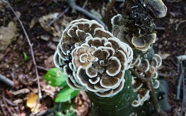 Comment ancrer un poteau en bois sur du béton à l'aide de supports.