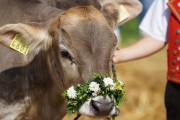 Comment confectionner un costume de bœuf