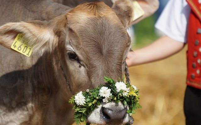 Comment confectionner un costume de bœuf