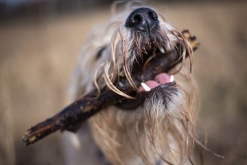 Comment couper les cheveux d'un shih-tzu entre ses yeux ?