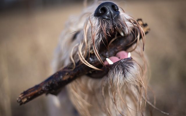 Comment couper les cheveux d'un shih-tzu entre ses yeux ?