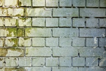 Comment éliminer la moisissure et la moisissure des murs
