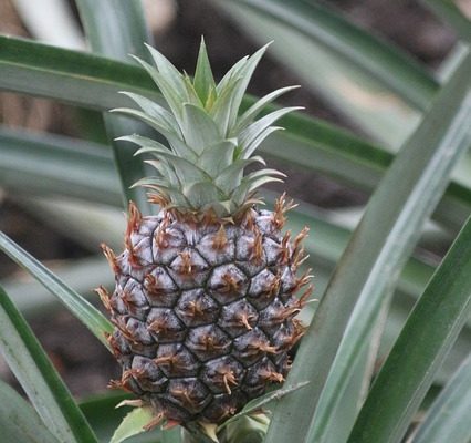 Comment faire pousser des plants d'ananas à l'intérieur